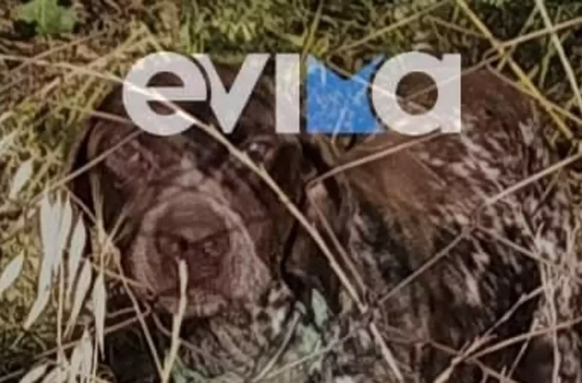  Εύβοια: Καταγγελία για κακοποίηση σκύλου – Τον έδεσαν και τον παράτησαν
