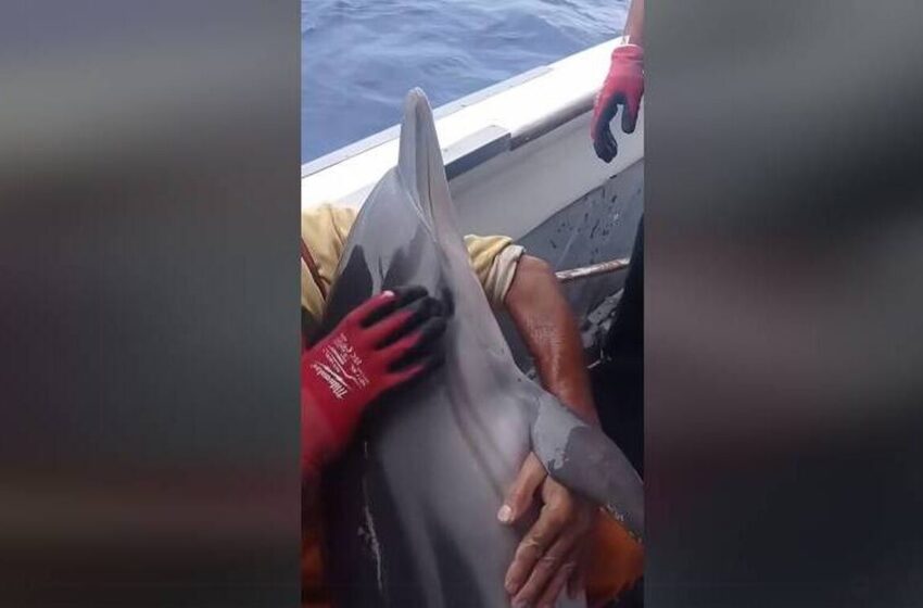  Κάλυμνος: Βίντεο από την διάσωση δελφινιού που πιάστηκε σε δίχτυα