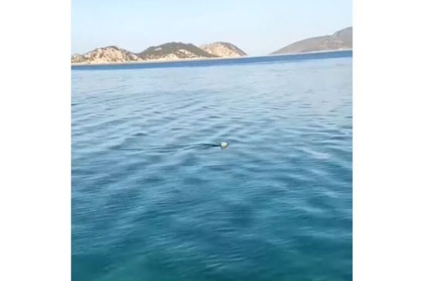  Κορινθιακός : Καρχαρίας κόβει βόλτες στα ρηχά…