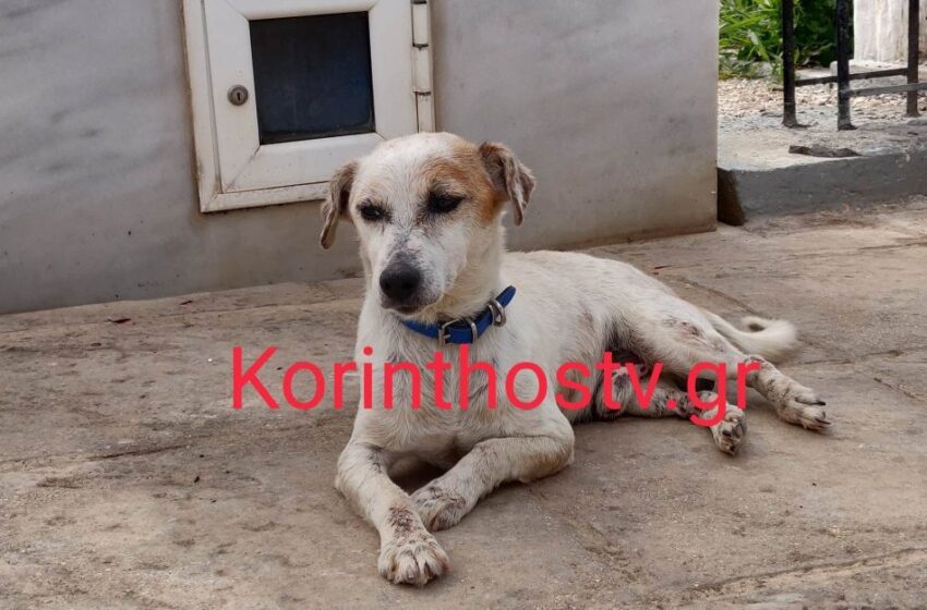  Συγκίνηση στη Κορινθία: Σκυλάκι κοιμάται στον τάφο του αφεντικού του (vid)