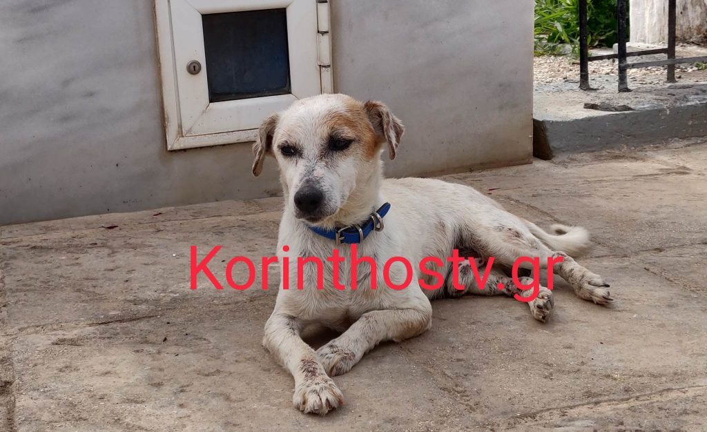 korinthia skylos tafos