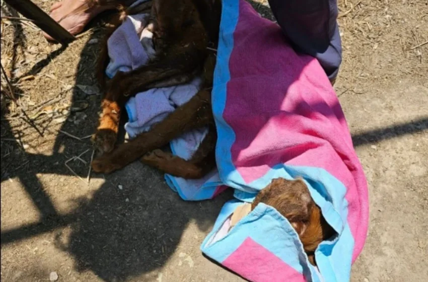  Κτηνωδία στη Κρήτη: Σκυλιά ζούσαν υποσιτισμένα σε κοτέτσι – Πέθανε το ένα (vid)