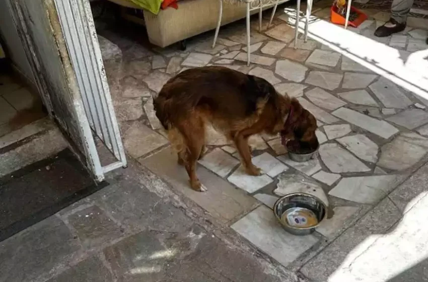  Νέα Ιωνία: Σκυλάκι ζούσε μέσα στις ακαθαρσίες και τις κατσαρίδες – Συνελήφθη 22χρονος