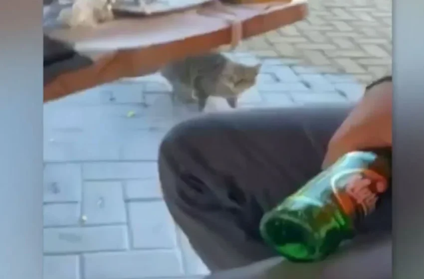  Φρίκη στη Θάσο: Δελέαζε γατάκι με μεζέ και το χτύπησε στο κεφάλι με μπουκάλι