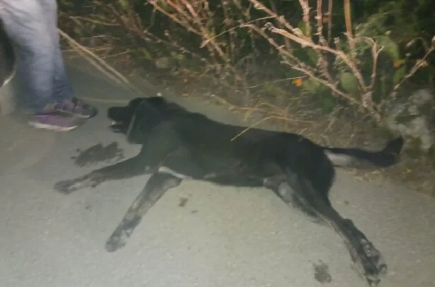  Βόλος: Νέα υπόθεση κακοποίησης ζώου – Έσερναν σκύλο με αυτοκίνητο