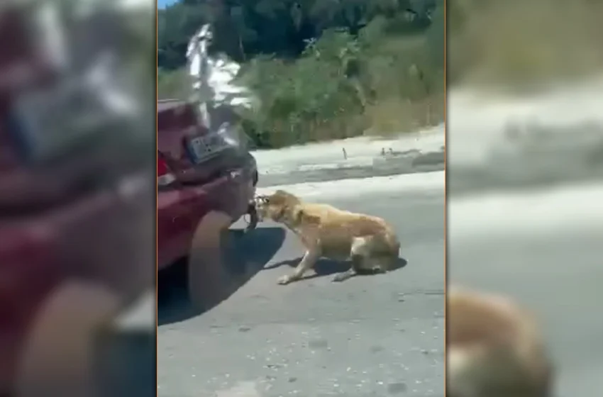  Ζάκυνθος: Φριχτή κακοποίηση σκύλου – Τον έσερνε από το αυτοκίνητο (vid)