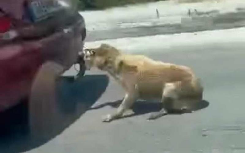  Ζάκυνθος: Ελεύθερος ο 75χρονος που έσερνε σκύλο με το αυτοκίνητο