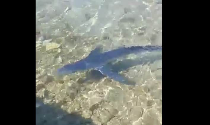  Ζάκυνθος: Καρχαρίας μπροστά σε σκάφος κοντά στο λιμάνι