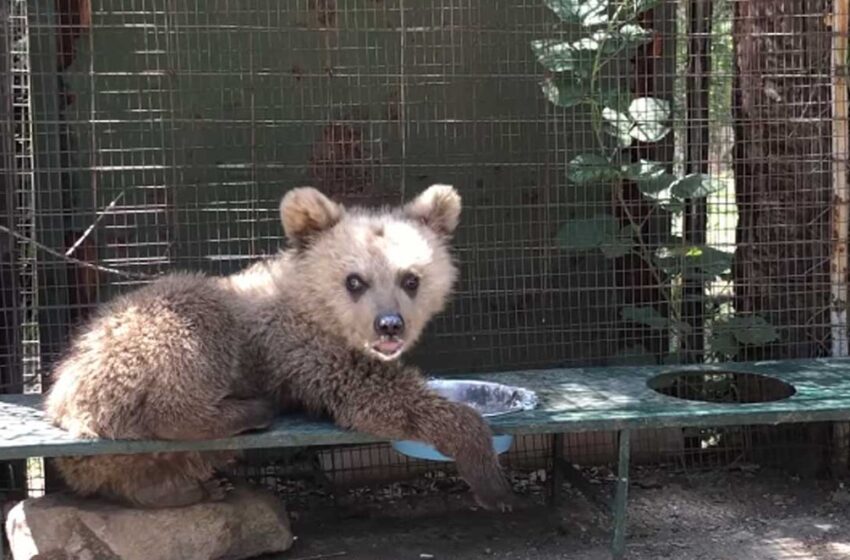  Φλώρινα: Ο Θωμάς, το αρκουδάκι, δεν τα κατάφερε στη φύση – Επέστρεψε στην ”αγκαλιά” του Αρκτούρου