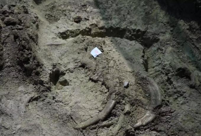  Βρέθηκαν οστά νάνου ιπποπόταμου στο Λασίθι που χρονολογούνται μέχρι και 350.000 χρόνια πΧ