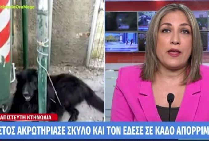  Κρήτη: Κτηνοτρόφος ακρωτηρίασε σκύλο και τον έδεσε σε κάδο απορριμμάτων