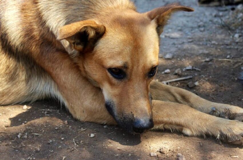  Φρίκη στη Σιντική Σερρών: Δηλητηρίασαν τον σκύλο του δημάρχου μέσα στην αυλή του