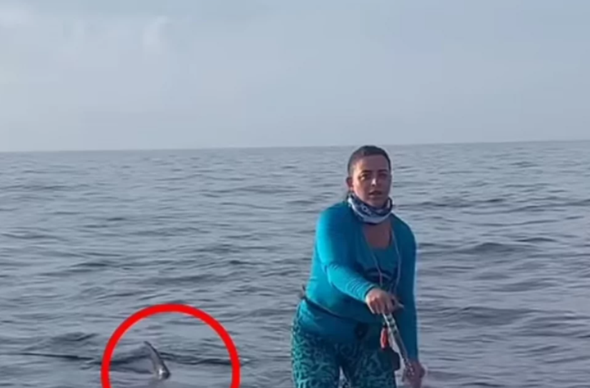  Αμερική: Έκανε SUP όταν ξαφνικά κατάλαβε πως την ακολουθούσε καρχαρίας – Η ψύχραιμη αντίδρασή της