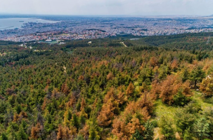  Θεσσαλονίκη: Απαγόρευση κυκλοφορίας σε δασικές περιοχές την Κυριακή λόγω κινδύνου πυρκαγιάς