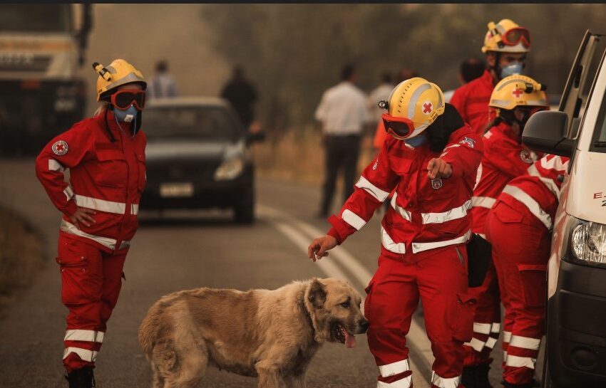  ”Άνθρωποι είδαν τη φωτιά και εγκατέλειψαν τα ζώα τους” – Πώς διασώθηκαν και ποιοι έχουν αναλάβει τη φροντίδα τους