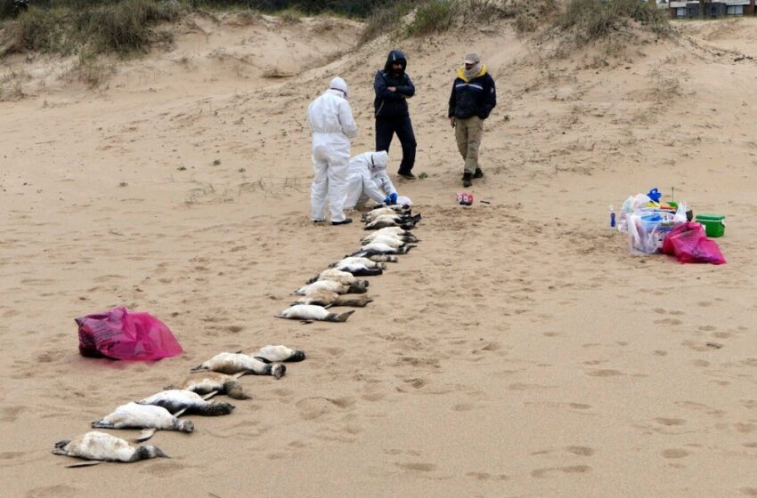  Ουρουγουάη: 2.000 νεκροί πιγκουίνοι σε δέκα μέρες – Τα σενάρια που εξετάζουν οι επιστήμονες
