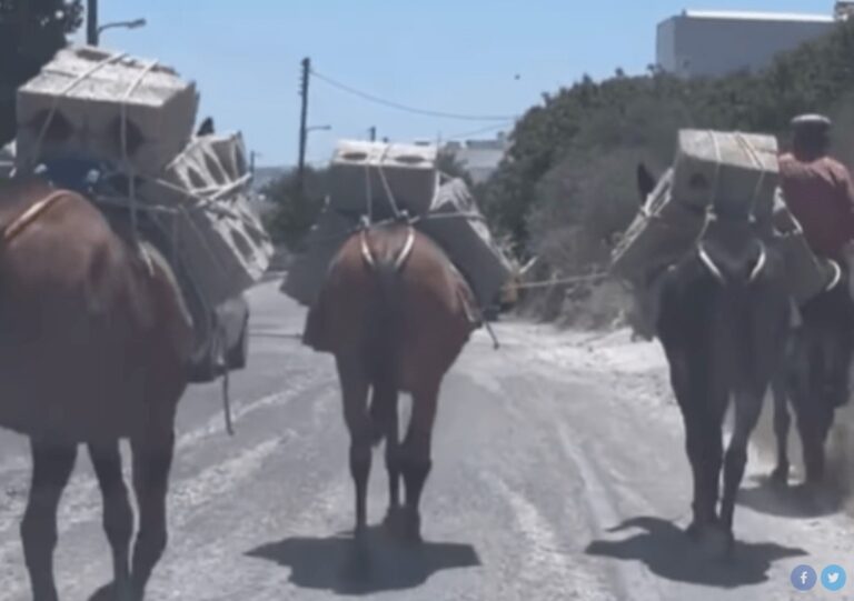  Σαντορίνη: Καταγγελία για μουλάρια που κουβαλούν τσιμεντόλιθους μέσα στον καύσωνα (vid)