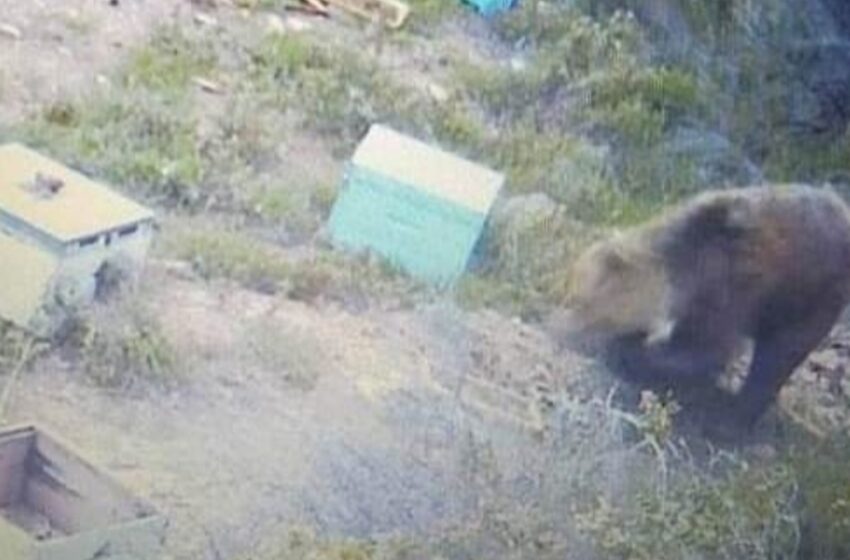  Χαλκιδική: Αρκούδα- “κλέφτης” αναστάτωσε την περιοχή