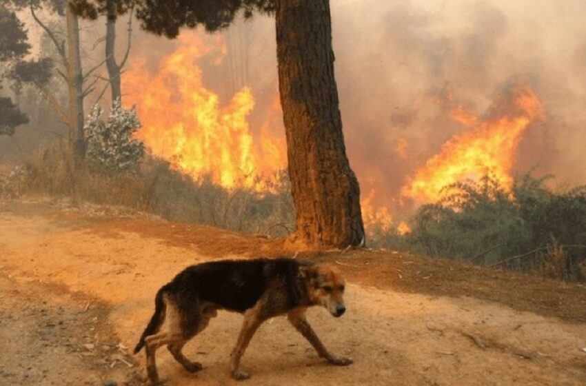  Στο έλεος της φωτιάς τα ζώα στη Νέα Ζωή