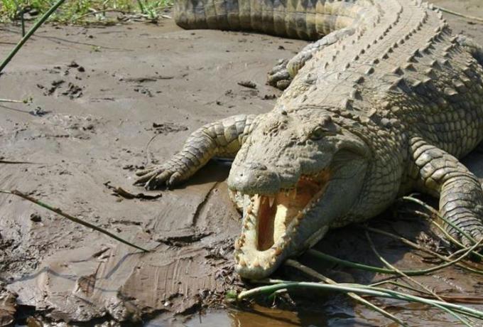  Συναγερμός στη Ρόδο: Καταγγελίες ότι εθεάθη κάτι που μοιάζει με… κροκόδειλο