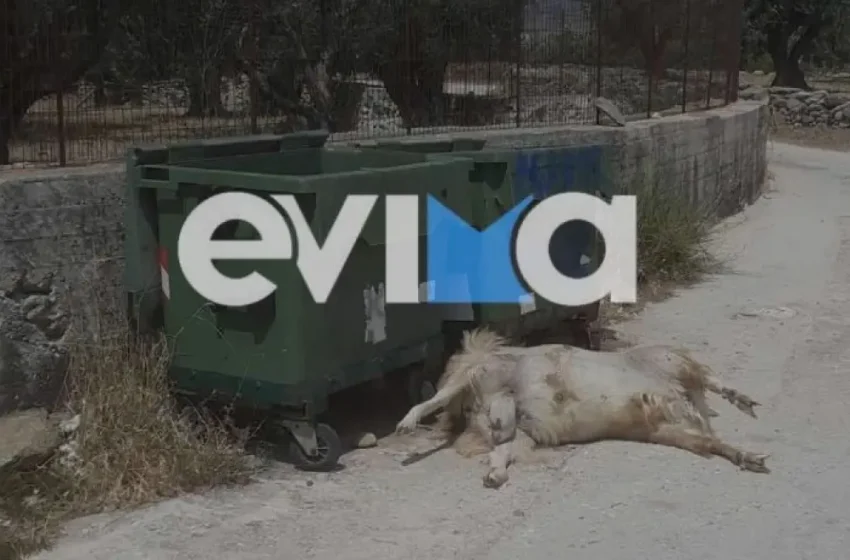  Αποτροπιασμός στην Εύβοια: Πέταξαν νεκρό κατσικάκι στα σκουπίδια