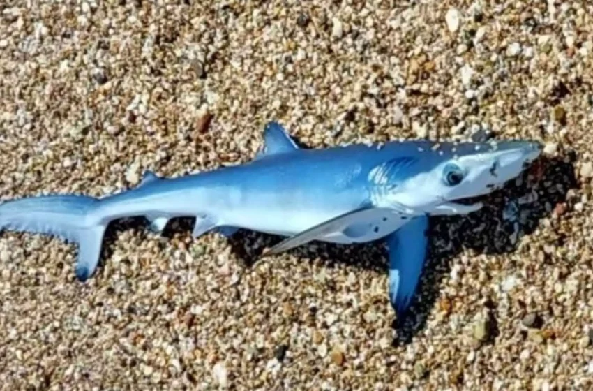  Έβρος: Μικρός γαλάζιας καρχαρίας εμφανίστηκε στα ρηχά