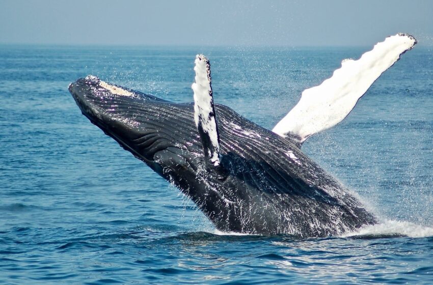  Φρίκη στα Νησιά Φερόε: Σκότωσαν 78 φάλαινες μπροστά στα μάτια επιβατών κρουαζιέρας