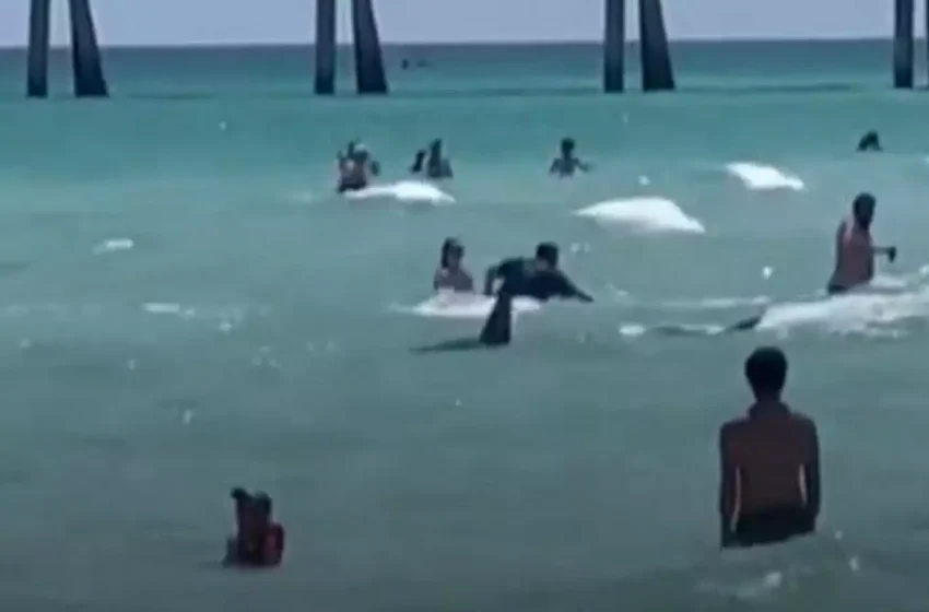  Φλόριντα: Καρχαρίας βγήκε στα ρηχά και προκάλεσε πανικό (vid)