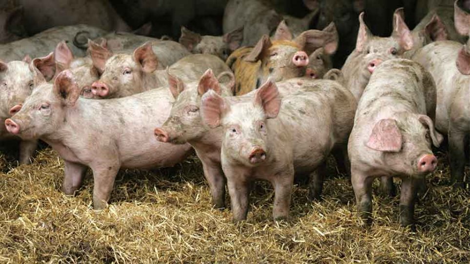 kozani krousma afrikaniki panoli