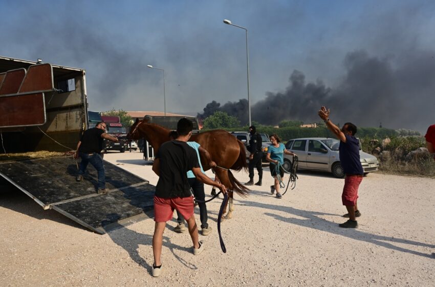  Κάηκε το καταφύγιο ζώων στο Λαγονήσι και το Ιππικό Κέντρο στην Ανάβυσσο – “Δεν υπήρχε πυροσβεστικό” – Σε απόγνωση οι υπεύθυνοι