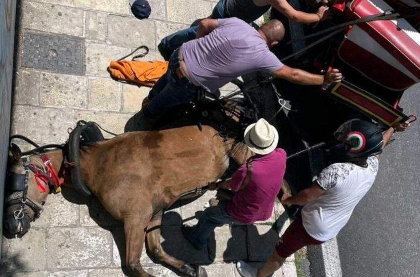  Σοβαρές μαρτυρίες κατά του αμαξά – “Μαστίγωνε το άλογο πριν καταρρεύσει” (vid)