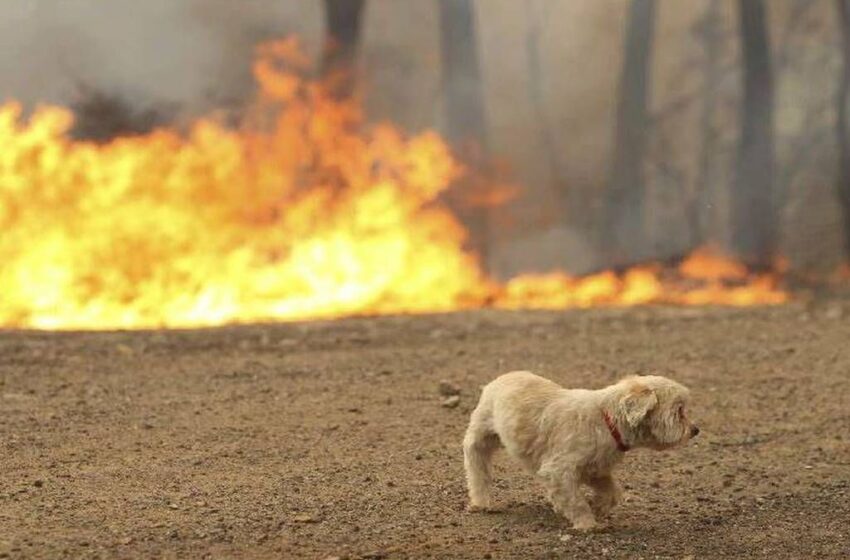  Ζώα παγιδευμένα στις φωτιές – Οδηγίες για τον απεγκλωβισμό τους