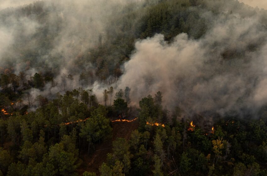  Δαδιά: Μη αναστρέψιμη η οικολογική καταστροφή – 11η μέρα καίει η φωτιά