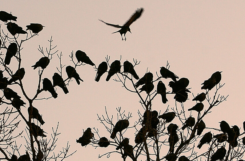  Φρίκη στην Πάρο: Σταύρωσαν κοράκι σε κοινή θέα