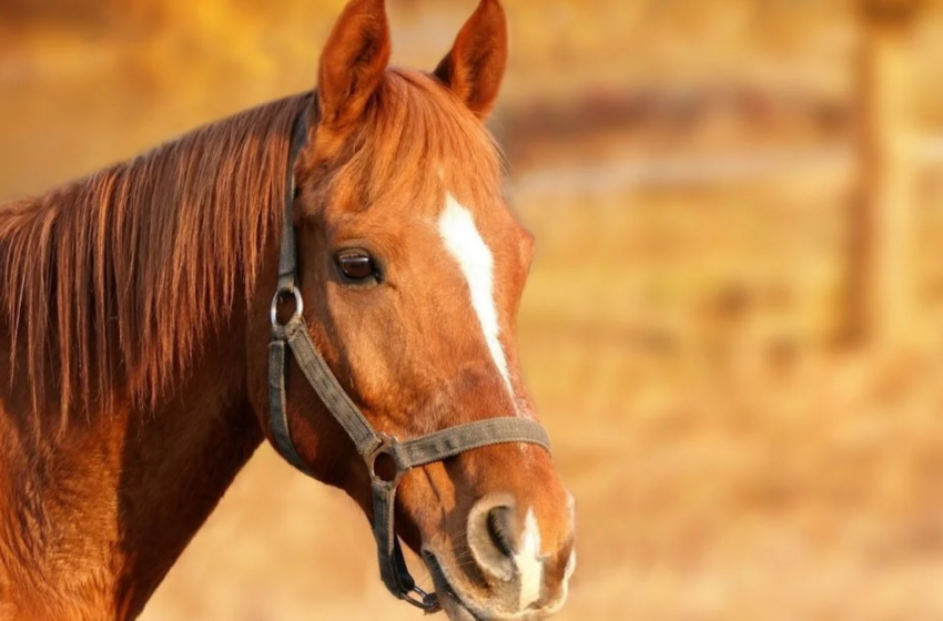  Χαλκίδα: Εντοπίστηκε νεκρό άλογο στη μέση του δρόμου – Έφερε σημάδια κακοποίησης
