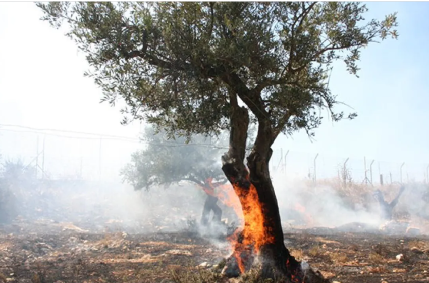  Αγροτικές αποζημιώσεις: Αυτά είναι τα ποσά που θα δοθούν από τον ΕΛΓΑ