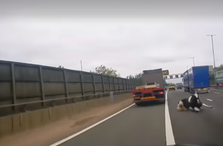  Χάος σε αυτοκινητόδρομο της Βρετανίας: Αγελάδα πέφτει στο οδόστρωμα από φορτηγό