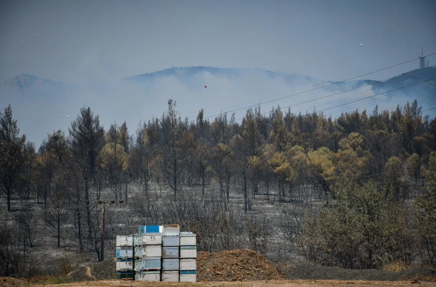  Έβρος: Ραγίζει καρδιές μελισσοκόμος που έχασε τα μελίσσια του στη φωτιά (vid)