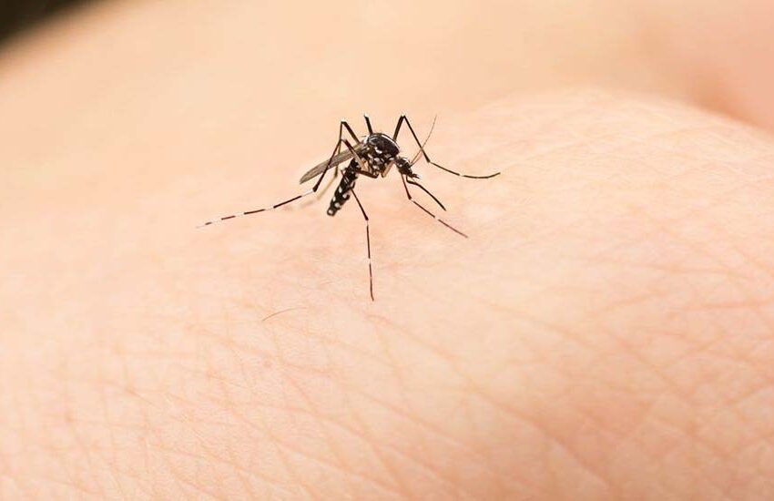  Δύο νεκροί από τον ιό του Δυτικού Νείλου–Ποιες περιοχές έχουν τα περισσότερα κρούσματα