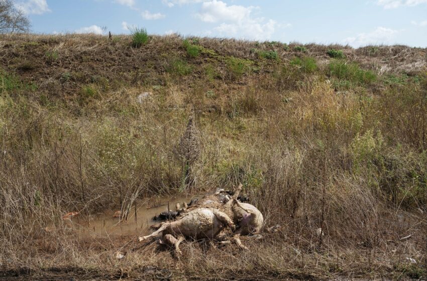  Βούρκος και δυσωδία από τα σάπια κουφάρια – Ελλιπής βοήθεια από την πολιτεία για τη συλλογή των νεκρών ζώων – Πληρώνουν από την τσέπη τους οι κτηνοτρόφοι