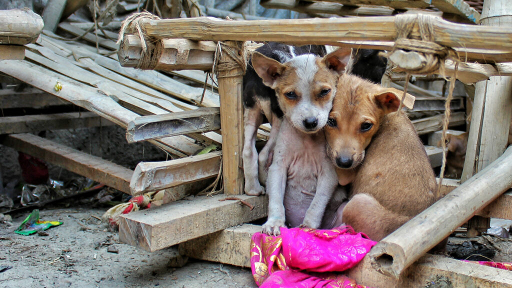 191224100955 adespota skylia