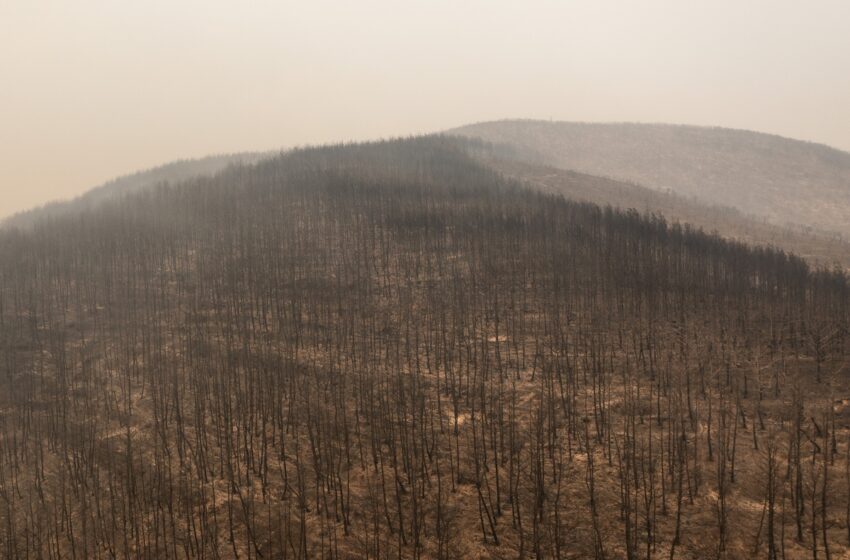  Οικοσύστημα Δαδιάς: Ανυπολόγιστη καταστροφή, η φωτιά υπό έλεγχο