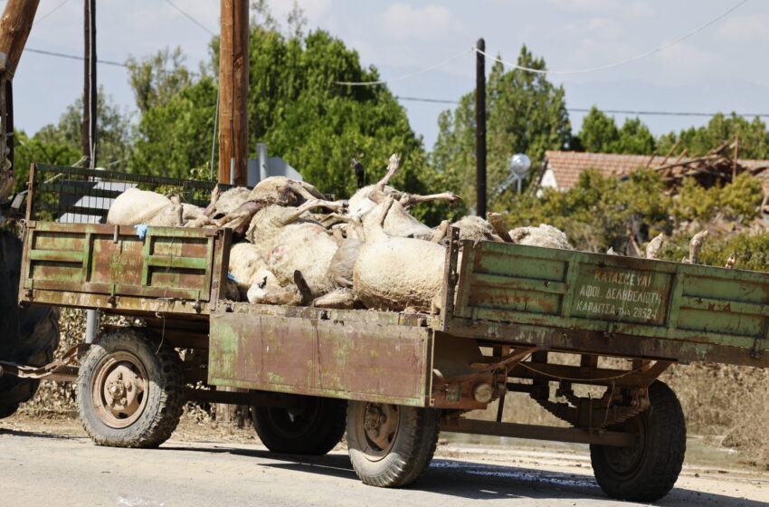  Θεσσαλία: Ο στρατός αναλαμβάνει την περισυλλογή των νεκρών ζώων- Παρέμβαση Δένδια