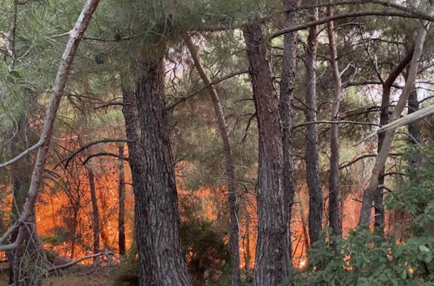  Δάσος Δαδιάς: Τεράστιο το ύψος της καταστροφής – Κάηκε το 58% του δάσους