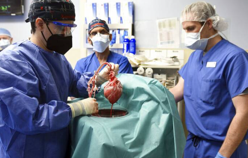  ΗΠΑ: Πραγματοποιήθηκε επιτυχώς η δεύτερη μεταμόσχευση καρδιάς γουρουνιού σε άνθρωπο