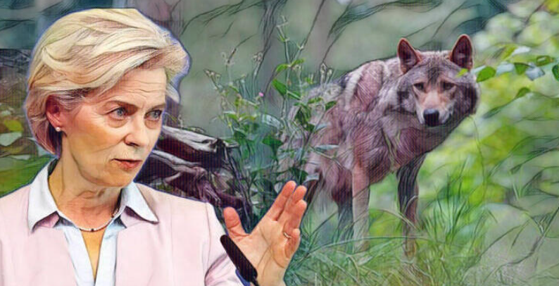  H Φον ντερ Λάιεν βρήκε νέο «εσωτερικό εχθρό»: «Πραγματικός κίνδυνος» η επιστροφή των λύκων