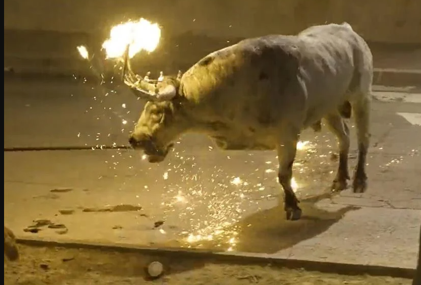  Τρομακτικό βασανιστήριο σε ταύρο στη Βαλένθια: Του έβαλαν φωτιά στα κέρατα και τον χτυπούσαν στη μέση του δρόμου