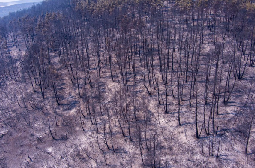  Έβρος: Ανυπολόγιστη η καταστροφή από τις πυρκαγιές- “Στάχτη” πάνω από 935.000 στρέμματα-Στην Ελλάδα η χειρότερη ποιότητα αέρα στην Ευρώπη