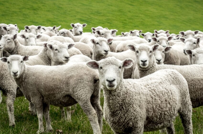  Βόλος: Πρόβατα έφαγαν 300 κιλά χασίς