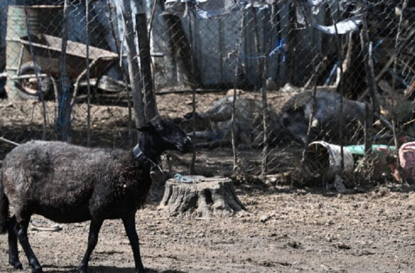  Εικόνες Αποκάλυψης στη Θεσσαλία: Τα νεκρά ζώα σαπίζουν – Τα ζωντανά πεινούν
